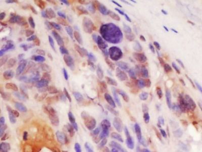 IHC-P - TOMM22 Polyclonal Antibody AP56618