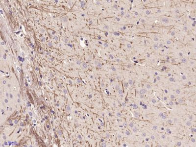 IHC-P - ABCG4 Polyclonal Antibody AP56642