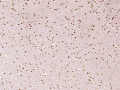 IHC-P - SFRS5 Polyclonal Antibody AP56652