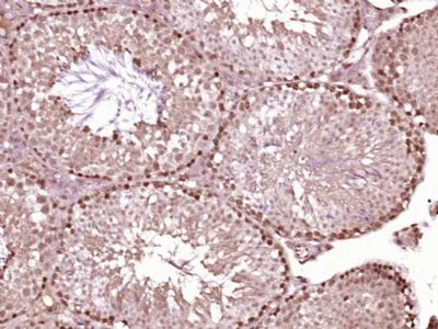 IHC-P - Homez Polyclonal Antibody AP56667