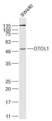 WB - OTOL1 Polyclonal Antibody AP56738