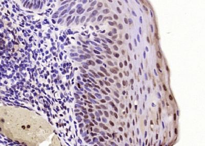 IHC-P - SP2 transcription factor Polyclonal Antibody AP56758