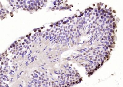 IHC-P - SP2 transcription factor Polyclonal Antibody AP56758
