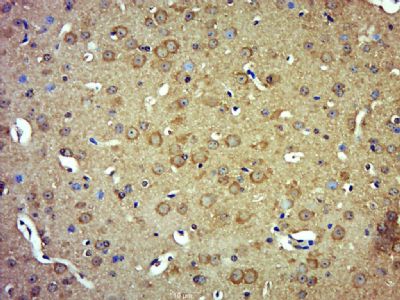 IHC-P - MOGT1 Polyclonal Antibody AP56802