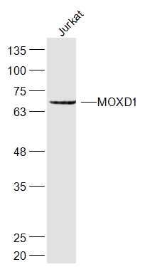 WB - MOXD1 Polyclonal Antibody AP56811