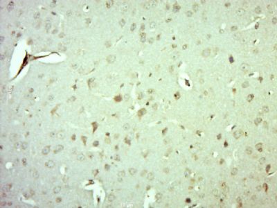 IHC-P - MRPS10 Polyclonal Antibody AP56840