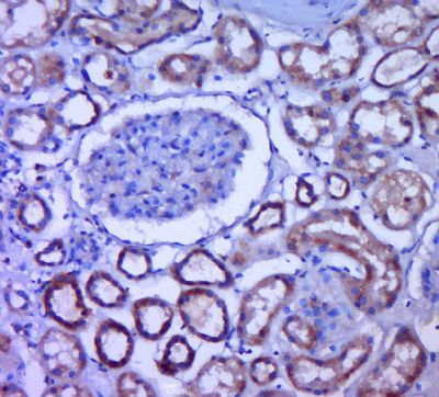 IHC-P - MRPS11 Polyclonal Antibody AP56841