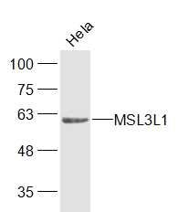 WB - MSL3L1 Polyclonal Antibody AP56870