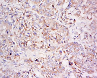 IHC-P - LDLRAD3 Polyclonal Antibody AP56990