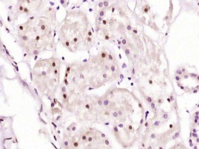 IHC-P - LINS Polyclonal Antibody AP57020