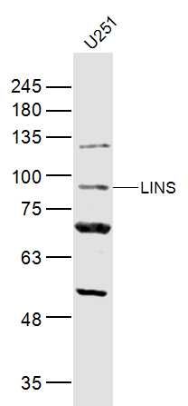 WB - LINS Polyclonal Antibody AP57020