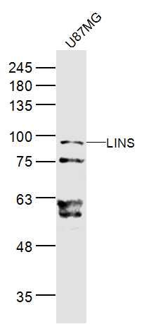 WB - LINS Polyclonal Antibody AP57020
