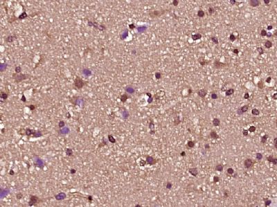 IHC-P - ZNF2 Polyclonal Antibody AP57115