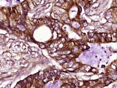 IHC-P - ZC3HAV1L/C7orf39 Polyclonal Antibody AP57135