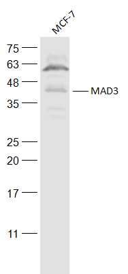 WB - MAD3 Polyclonal Antibody AP57177