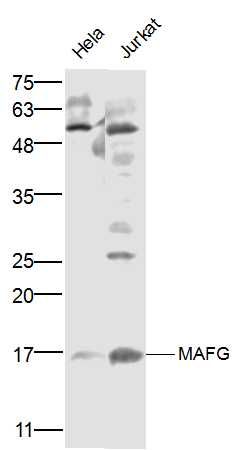 WB - MAFG Polyclonal Antibody AP57180