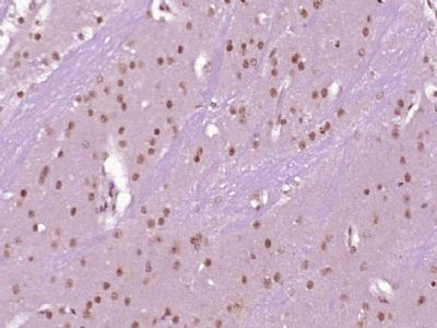 IHC-P - METTL11B Polyclonal Antibody AP57260