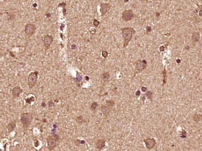 IHC-P - NBPF8 Polyclonal Antibody AP57367