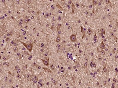 IHC-P - NDOR1 Polyclonal Antibody AP57377