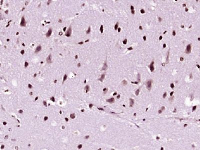 IHC-P - NDST4 Polyclonal Antibody AP57380