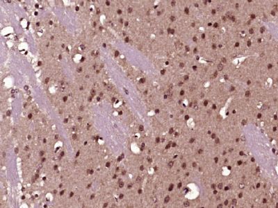 IHC-P - NOL4 Polyclonal Antibody AP57471