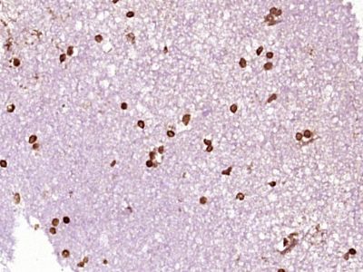 IHC-P - Nucleoplasmin 3 Polyclonal Antibody AP57479