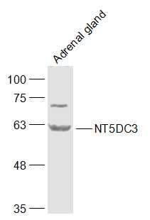 WB - NT5DC3 Polyclonal Antibody AP57548