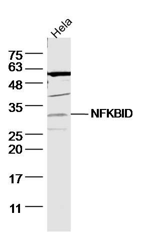 WB - NFKBID Polyclonal Antibody AP57661