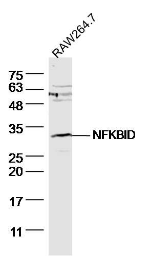 WB - NFKBID Polyclonal Antibody AP57661