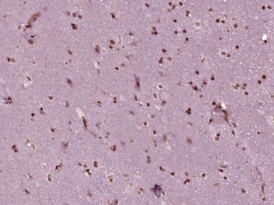 IHC-P - PBXIP1 Polyclonal Antibody AP57706