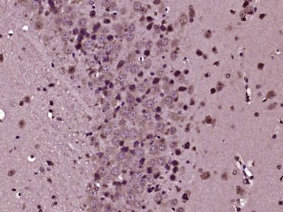 IHC-P - DDIT4L Polyclonal Antibody AP58425