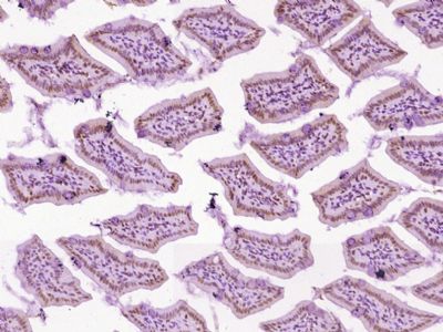 IHC-P - EGR3 Polyclonal Antibody AP58447