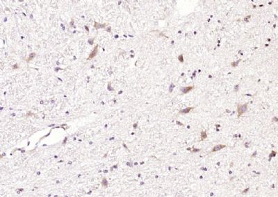 IHC-P - CCDC50 Polyclonal Antibody AP58550