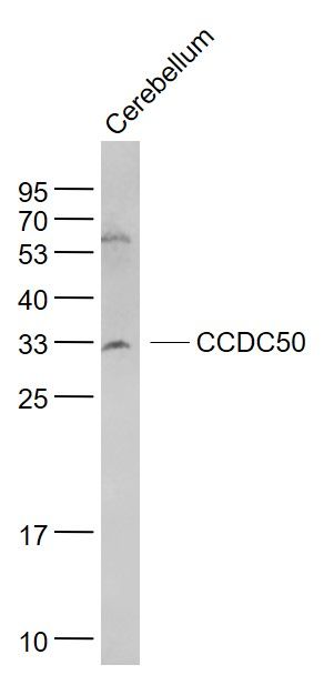 WB - CCDC50 Polyclonal Antibody AP58550