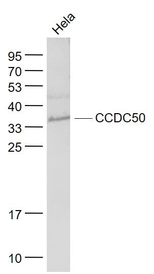 WB - CCDC50 Polyclonal Antibody AP58550