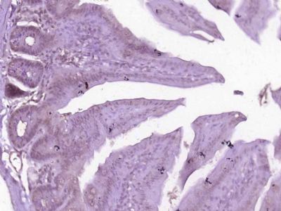 IHC-P - ZNF408 Polyclonal Antibody AP58640