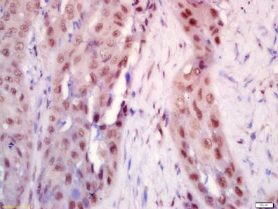 IHC-P - BRD7 Polyclonal Antibody AP58751