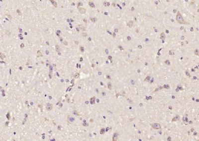 IHC-P - DAO1 Polyclonal Antibody AP58806