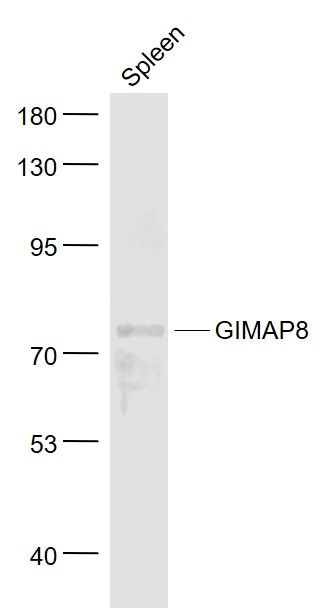 WB - GIMAP8 Polyclonal Antibody AP58950