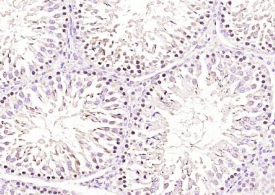 IHC-P - RNF138 Polyclonal Antibody AP59197