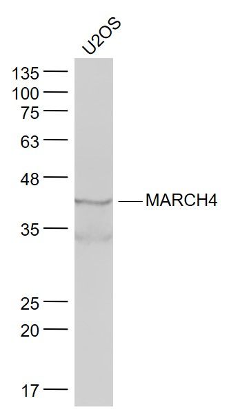 WB - MARCH4 Polyclonal Antibody AP59228