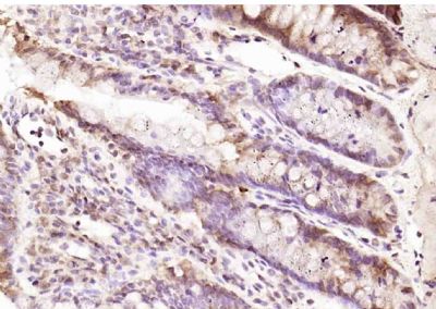 IHC-P - RPUSD2 Polyclonal Antibody AP59311