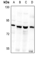 WB - Anti-GNL1 Antibody AP59566