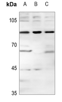 WB - Anti-MGCRACGAP Antibody AP59834