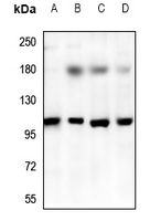 WB - Anti-TRPV3 Antibody AP59900