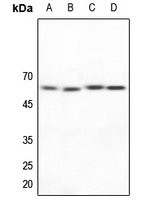 WB - Anti-NAB2 Antibody AP60035