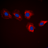 IF - Anti-MARK3 Antibody AP60339