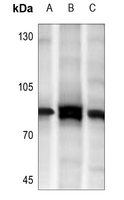 WB - Anti-MARK3 Antibody AP60339