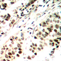 - Anti-ELF1 Antibody AP60666