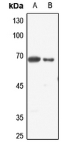 WB - Anti-ELF1 Antibody AP60666